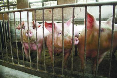 豬肉暴跌養(yǎng)殖戶“肉疼”“三年怪圈”何時(shí)破解？