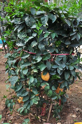 城陽打造首家熱帶觀賞園 南國植物現(xiàn)青島 城陽打造首家熱帶觀賞園 南國植物現(xiàn)青島