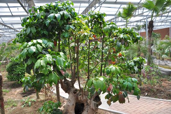 城陽打造首家熱帶觀賞園 南國植物現(xiàn)青島 城陽打造首家熱帶觀賞園 南國植物現(xiàn)青島