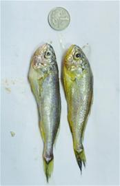 鲅魚(yú)產(chǎn)量較往年大幅減少 恐步小黃花后塵