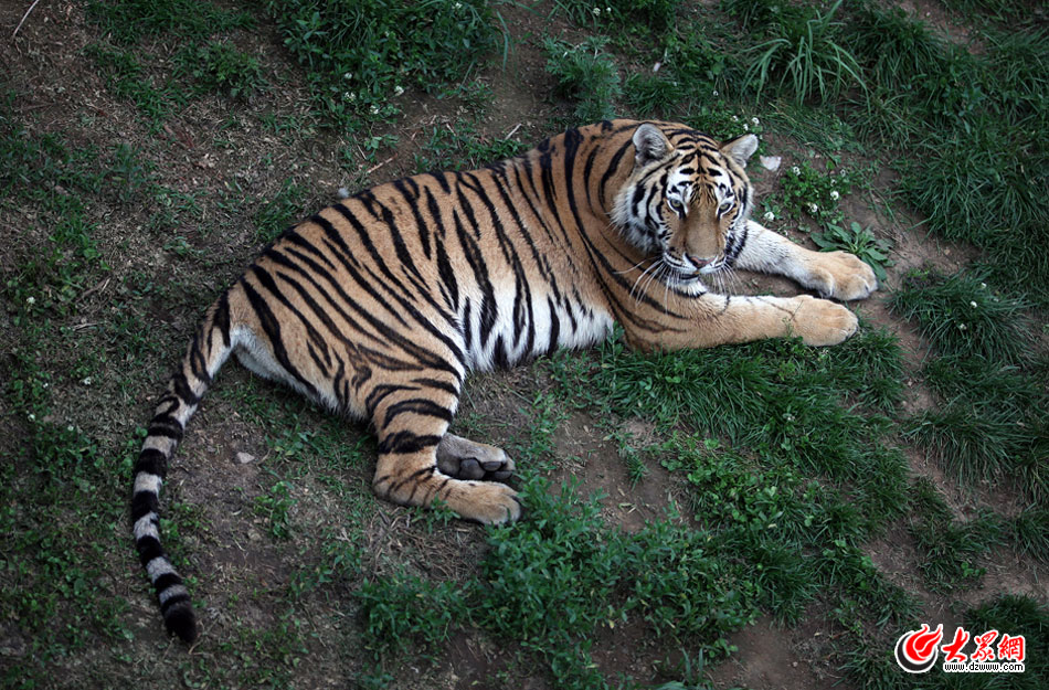 西霞口神雕山野生動物自然保護區(qū)位于威海的榮成市成山鎮(zhèn)西霞口村東北處，臨海兀立，山勢陡峭。總投資已超過1億元，全區(qū)占地3800畝，是全國最大的、風(fēng)格最獨特的海岸野生動物自然保護區(qū)。