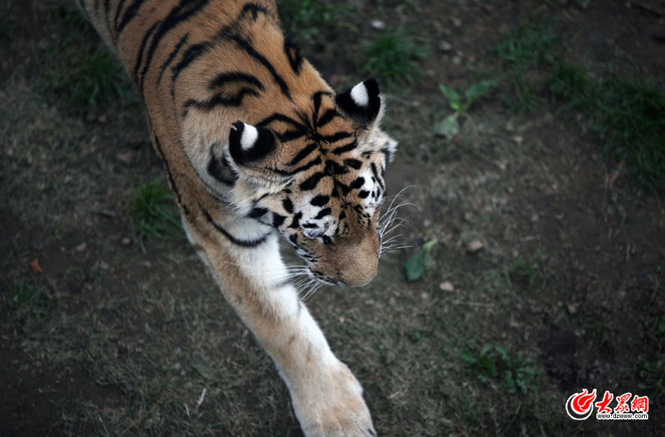 西霞口神雕山野生動物自然保護區(qū)位于威海的榮成市成山鎮(zhèn)西霞口村東北處，臨海兀立，山勢陡峭?？偼顿Y已超過1億元，全區(qū)占地3800畝，是全國最大的、風(fēng)格最獨特的海岸野生動物自然保護區(qū)。