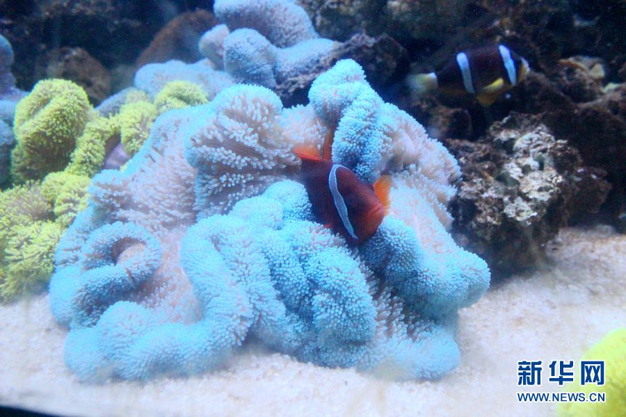 泉城海洋極地世界：躲在珊瑚中的小丑魚(yú)