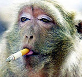 酷勁十足表情銷魂！盤點(diǎn)動物抽煙爆笑瞬間